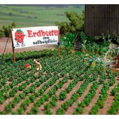 Strawberry plantas. BUSCH 1265