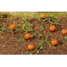 6 plantas de calabaza. FALLER 181258