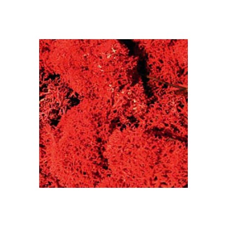 Icelandic moss, red. HEKI 3213