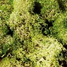 Icelandic moss, gray-green. HEKI 3217