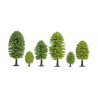 25 deciduous trees. NOCH 32501