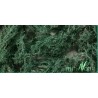 Groundcover evergreen, bright. SILHOUETTE 993-22S