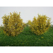 Two shrubs, 8 cm.