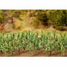 36 Maize plants. FALLER 181250