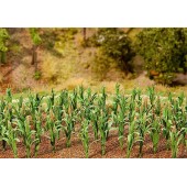 36 Maize plants. FALLER 181250