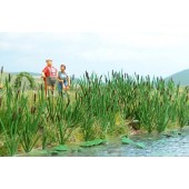 Cattails and bulrush. BUSCH 1256