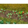 Rhubarb plants. Ready made.