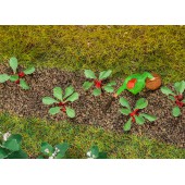 Rhubarb plants. Ready made.