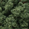 Medium green clump foliage. WOODLAND FC183