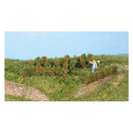 Rose hedges and bushes.