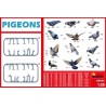 Pigeons.