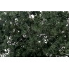 Fine-leaf foliage dark green. WOODLAND F1130