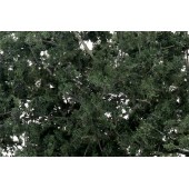 Fine-leaf foliage dark green. WOODLAND F1130